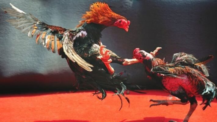 Đá gà tại Campuchia không phải là thú vui nhất thời, mà là một phần di sản văn hóa