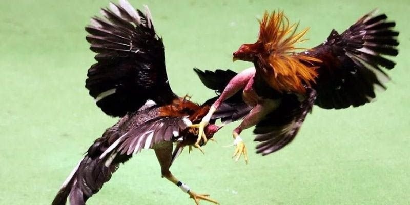 “đá gà Thomo hôm nay” trở thành cụm từ quen thuộc trên mọi thiết bị