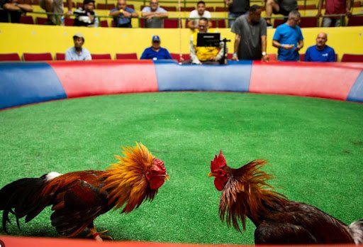 Đá gà trực tiếp là hình thức phát sóng các trận đấu giữa hai con gà chọi qua internet