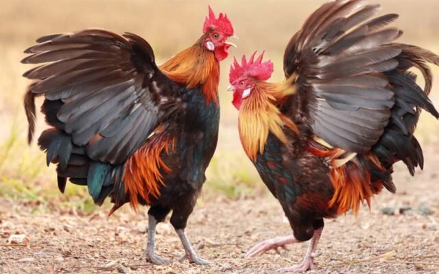 đá gà Thomo hôm nay không chỉ để giải trí với nhiều người, đó còn là nghệ thuật quan sát và dự đoán