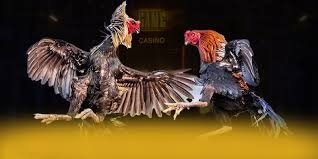 Để tham gia đá gà không cần nạp tiền, trước tiên bạn nên chọn một trang web hoặc ứng dụng uy tín