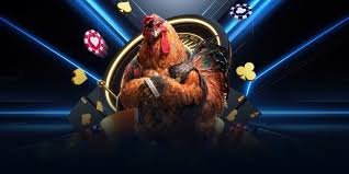 Đá gà Thomo hôm nay là hành trình của cảm xúc từ hồi hộp, phấn khích đến tiếc nuối, rồi lại hy vọng