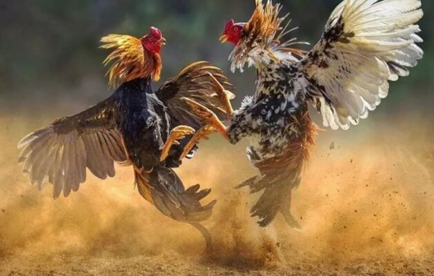 Đá gà Thomo là cách gọi quen thuộc trong cộng đồng người Việt